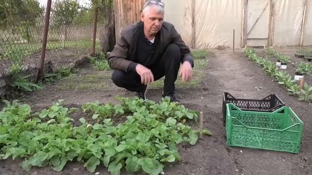 Выращивание редиски. Часть 2 смотреть онлайн