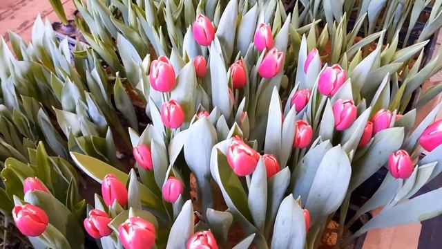 Выгонка тюльпанов. Начало срезки. Сорт Кунг фу ??? смотреть онлайн