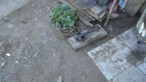 Как ловить рой пчел