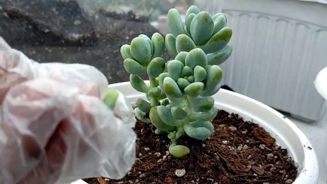 Repotting our newly bought Succulents like a pro || Hindi na kailangang mag air-dry смотреть онлайн