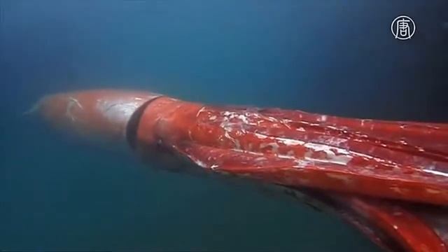 ГИГАНТСКИЙ КАЛЬМАР