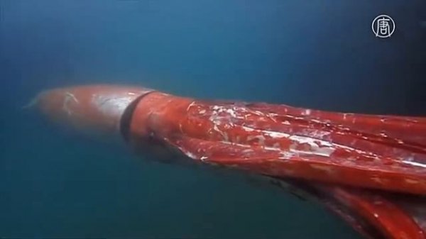 ГИГАНТСКИЙ КАЛЬМАР