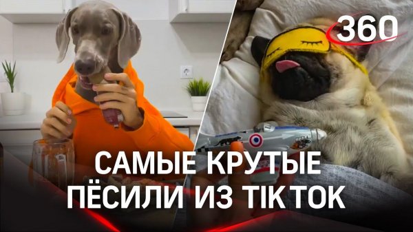 Hoootdogs - собаки-миллионники из TikTok. Как получить бешеную популярность?