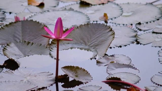 Fujifilm X-Pro2 + Vintage Manual Lens SMC Takumar 200mm f4 Sample Video HD 60fps смотреть онлайн