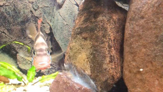 Cichlasoma Sajica & Eliota