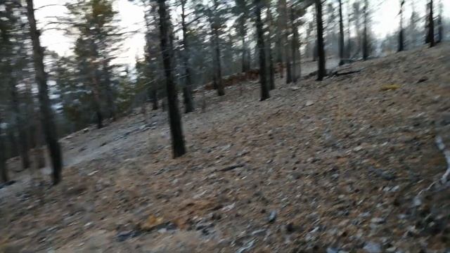 ОХОТА С ПОДХОДА НА КОСУЛЮ ПЕРВЫЙ РЕЗУЛЬТАТ