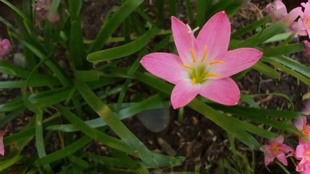 Зефирантес (Zephyranthes) смотреть онлайн