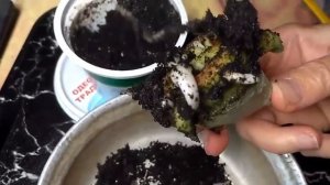 Гемантус ? Растение таки пытается выжить!