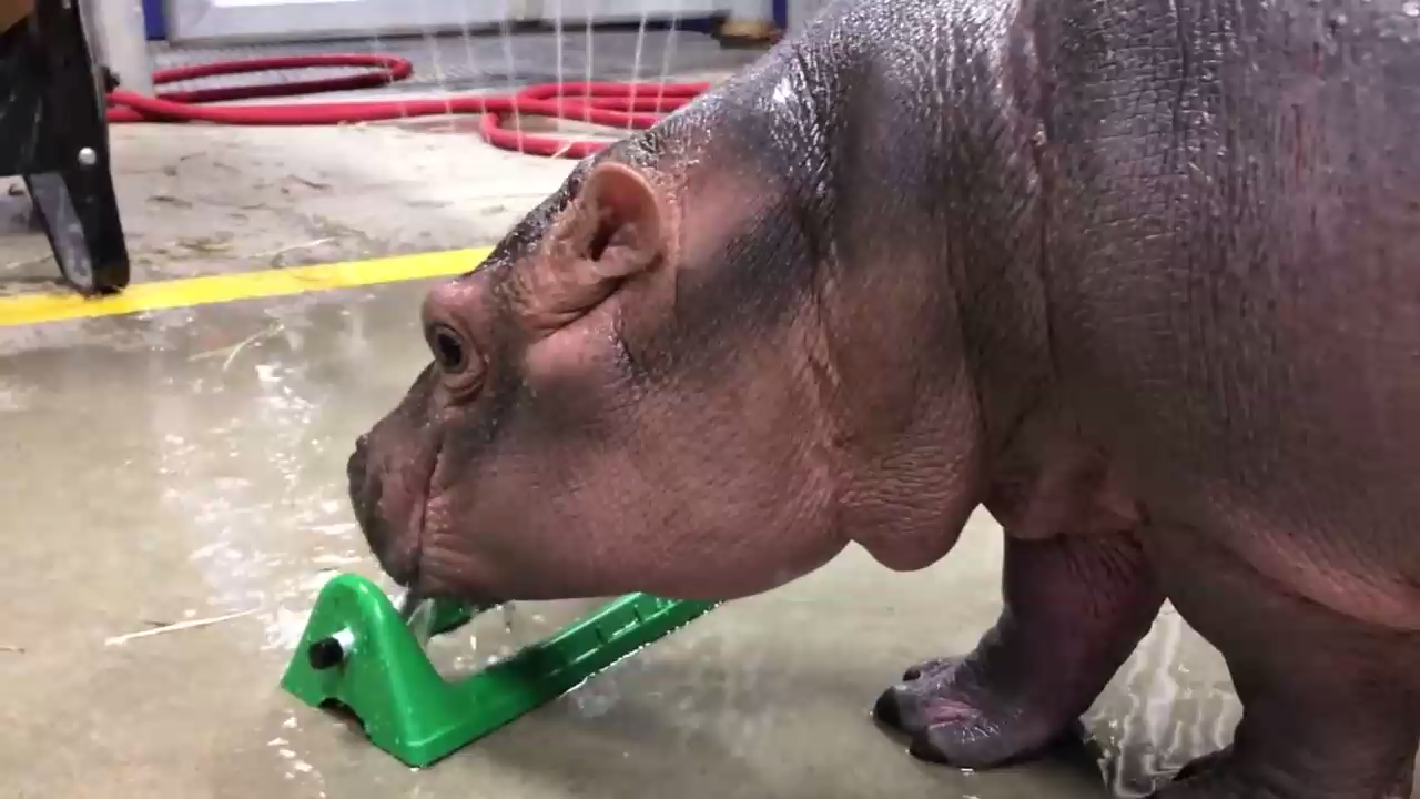 Веселые струйки для бегемотика Фионы смотреть онлайн