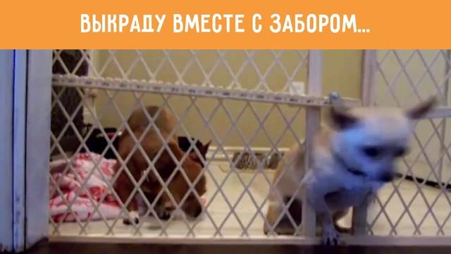 Выкраду вместе с забором смотреть онлайн