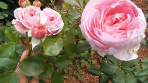 Роза Гертруда Джекиллл. Маленькие остинки.