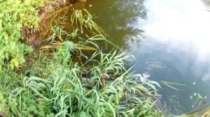 Ловля щуки на живца, на донки с берега. Как правильно насадить живца? Теория и практика.