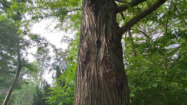 Метасеквойя глиптостробовидная смотреть онлайн