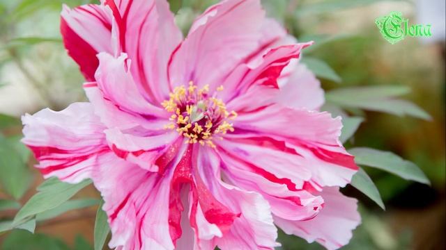 Аптекарский огород МГУ. Май 2019. Цветение пионов, сирени и рододендронов. смотреть онлайн