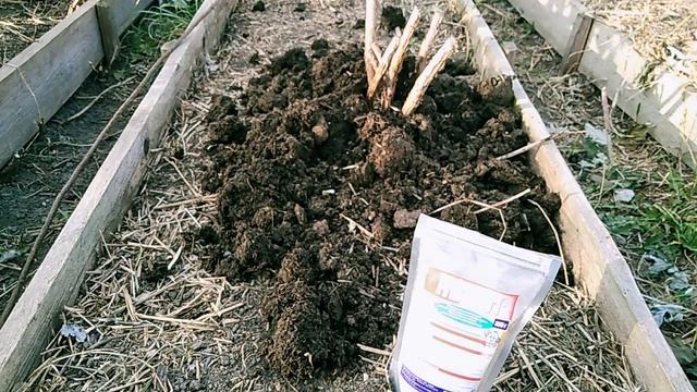 Ремонтантная малина обрезка и подкормка осенью // Ягодная Империя Анастасии смотреть онлайн