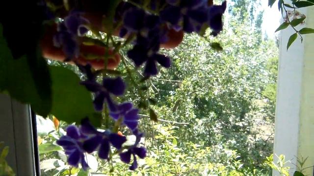 # Красивоцветущие комнатные растения, цветущие долго и ярко Свинчатка,русселия, хойя,гардения смотреть онлайн