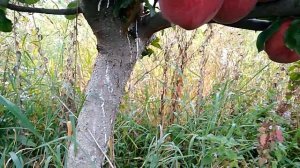 Яблоня сорт Рихард