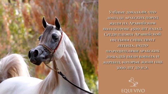 АРАБСКАЯ ПОРОДА |08| EQUI VIVO смотреть онлайн