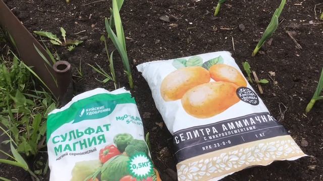 Первая подкормка чеснока и профилактика от пожелтение листа. смотреть онлайн