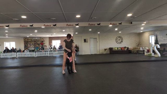 Конькова Наталья и ризеншнауцер Калли 3 место смотреть онлайн