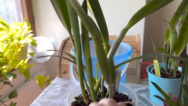 Cattleya/Laelia Purpurata #carecollab