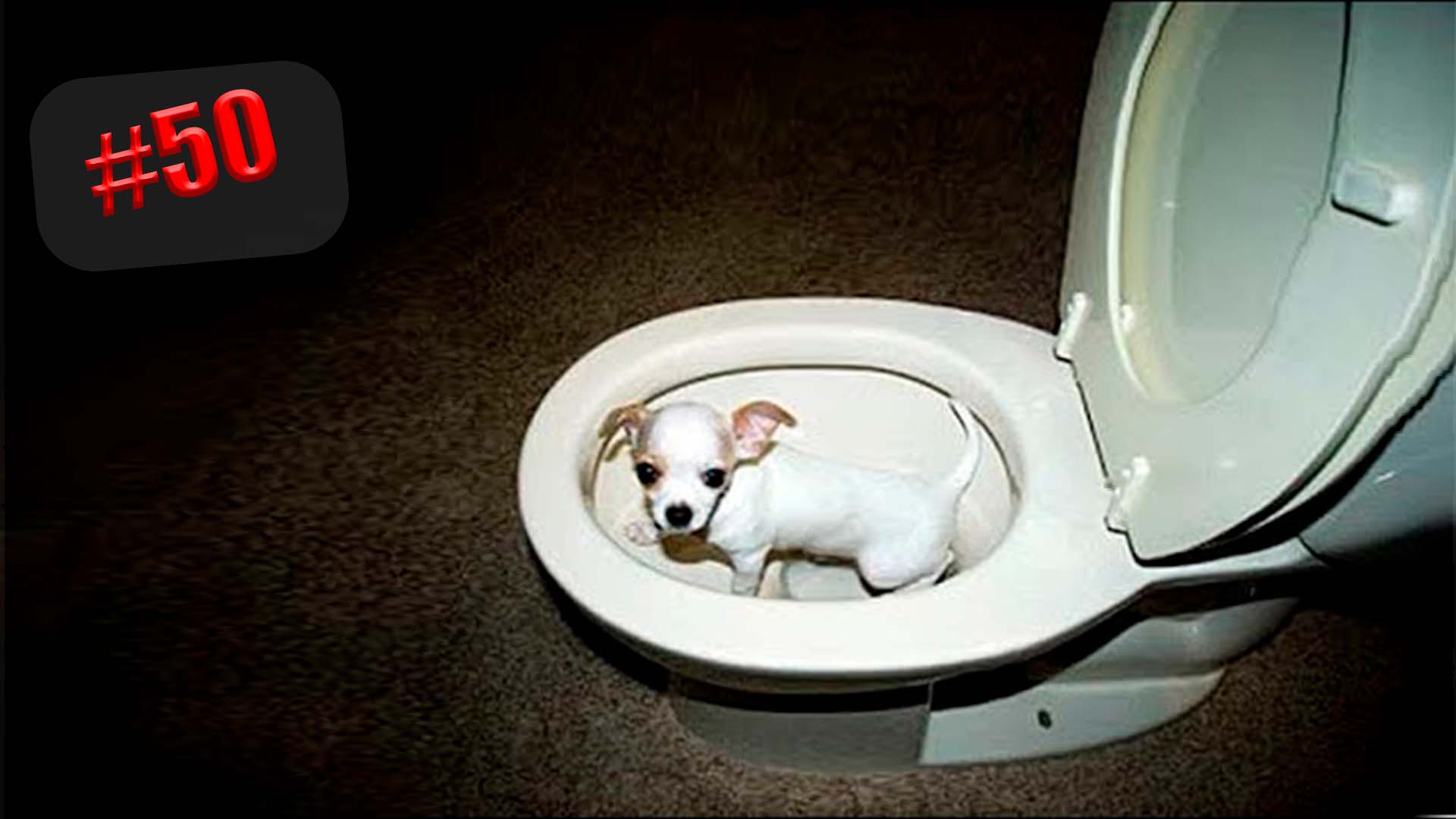 701 секунда Смеха ?? Смешных моментов | Милые котики Приколы с котами ?? Смешные коты #50 смотреть онлайн