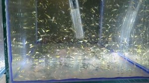 Как безопасно убрать дно в нерестовике у мальков Чистим дно у мальков