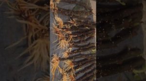 Как укоренить инжир в тряпках