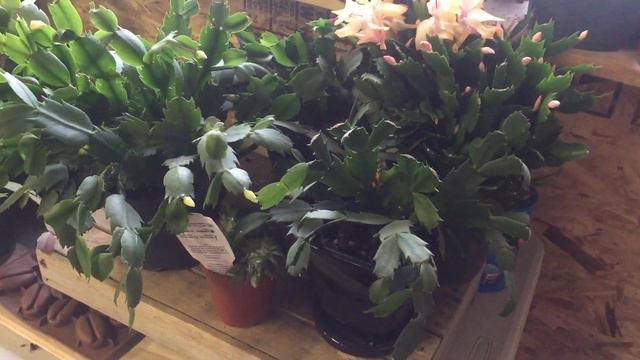 Thanksgiving Cactus And Other Holiday Cactus Soil And Care смотреть онлайн