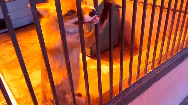 Бешеная лиса!!!!!!! смотреть онлайн