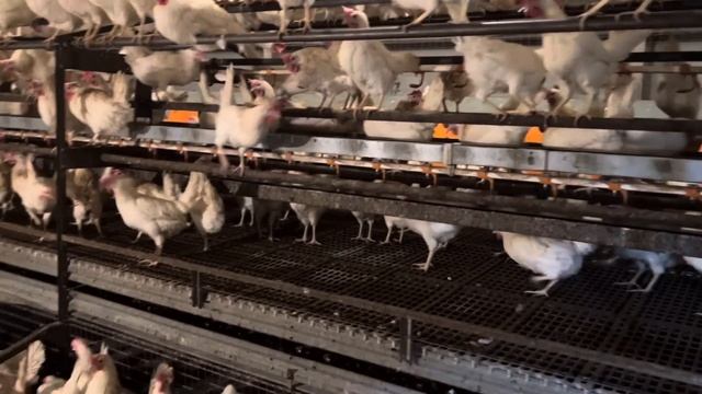 Ферма в Германии.Курятник без выгула на 2500 кур. смотреть онлайн