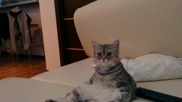 Кок вздыхает от того что обречен жить хорошо. Funny Cat