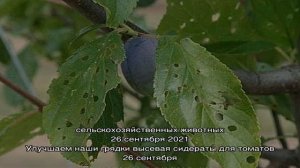 Болезни сливы и борьба с ними, фото в помощь садоводу