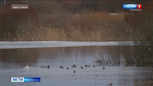 Смоленский фотохудожник Геннадий Дубино запечатлел белую крякву смотреть онлайн