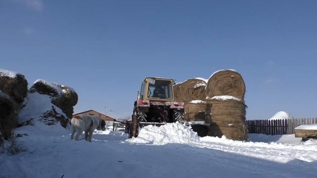 Как проходит день в деревне у ленивого фермера кфх #Бажениты смотреть онлайн