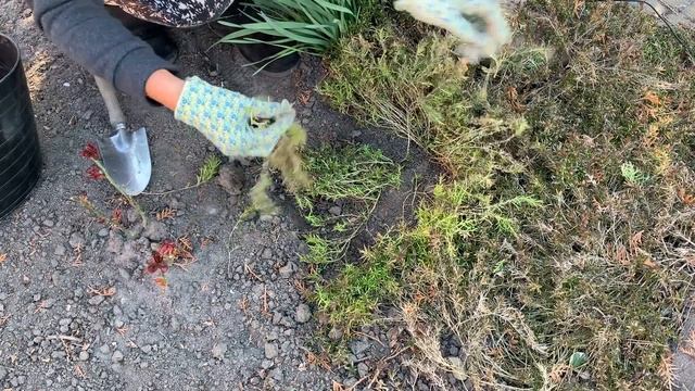 ФЛОКС ШИЛОВИДНЫЙ - весенний уход и размножение