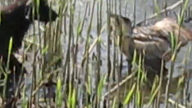 Дратхаар с голосом