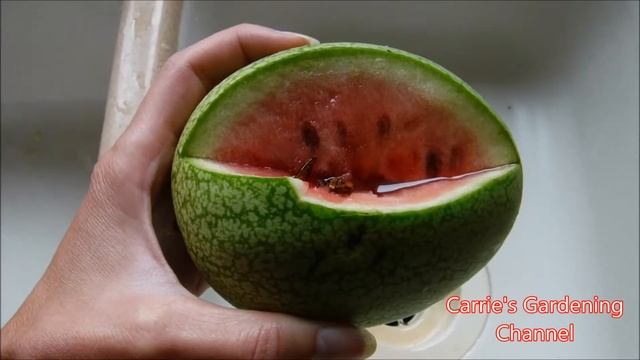 Charleston Gray Watermelon Review, Heirloom Charleston Gray Watermelon