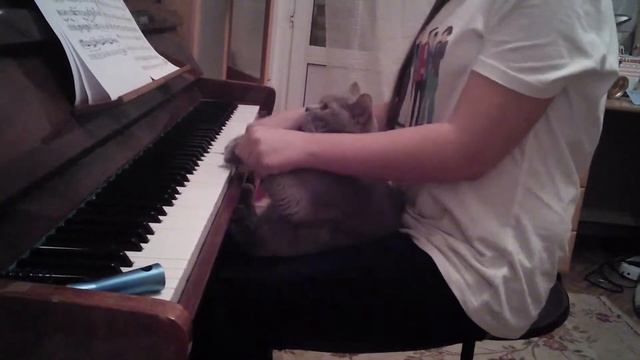 Кот-пианист смотреть онлайн