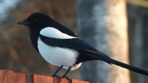 Занятие 14.  Как  сороки зимуют. mp4