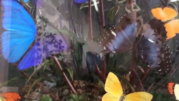 Дом бабочек на ВДНХ