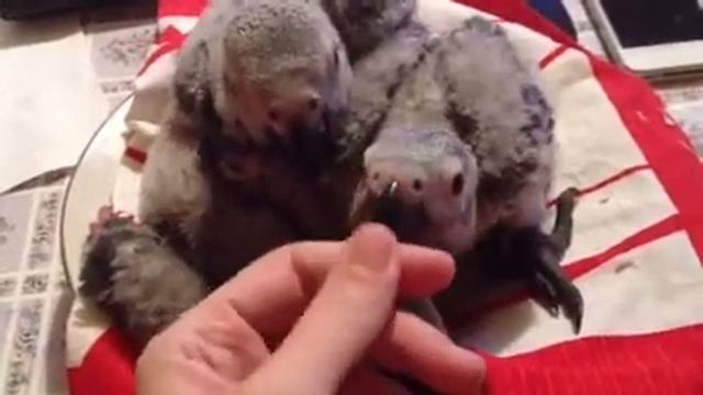 Питомник "Королевский Попугай" king-parrot.ru смотреть онлайн