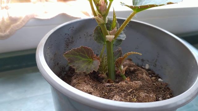 Когда зацветает клубневая бегония. смотреть онлайн