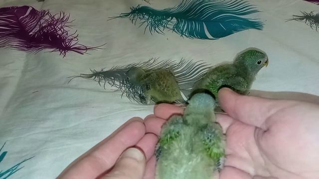 Любопытные ПТЕНЦЫ НЕРАЗЛУЧНИКОВ / Одно удовольствие наблюдать как растут. смотреть онлайн
