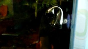 Дропчекер - индикатор СО2 в аквариумной воде.