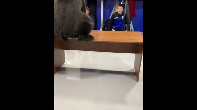 Литвин напугал свою команду Сахалинец с медведем шоккк смотреть онлайн