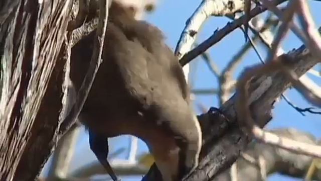 Австралия смотреть онлайн