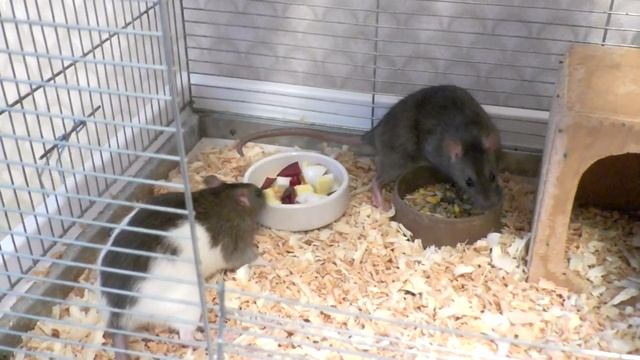 Чем кормить крысу? Кормление декоративных крыс смотреть онлайн