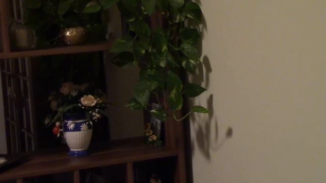 Canon Legria HF R506 beltér,villanyfény смотреть онлайн