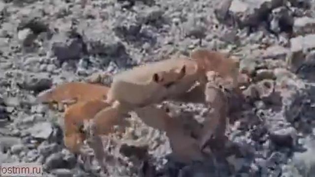 Краб оторвал себе клешню смотреть онлайн